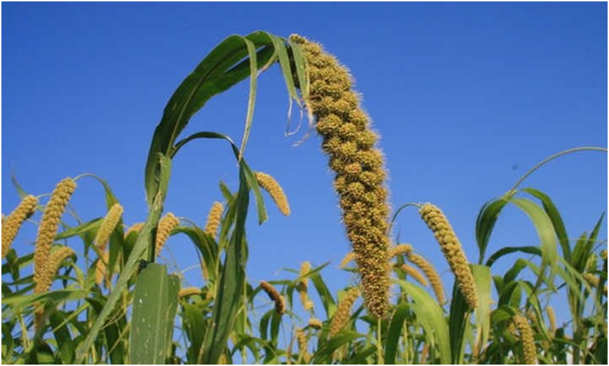 Cultivating Excellence: Millet Seeds and Sorghum Seeds Redefining Agriculture in Canada